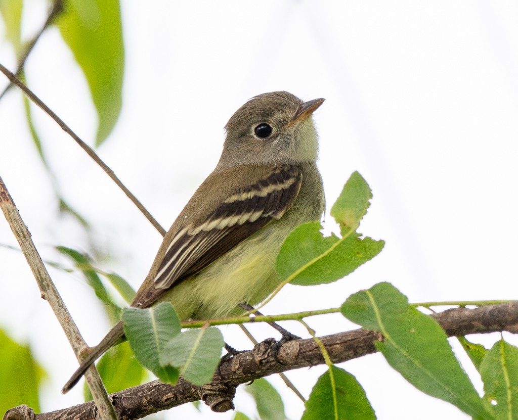 Least Flycatcher - Kevin Rutherford