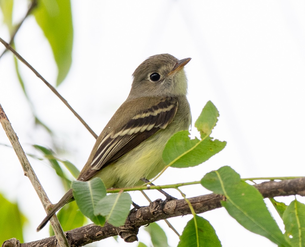 Least Flycatcher - ML619441081