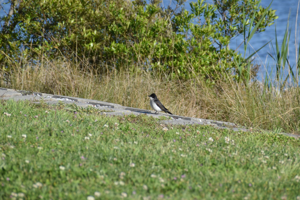 Eastern Kingbird - Thomas Roth