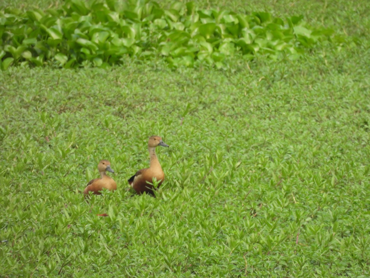 Lesser Whistling-Duck - Pallab Saikia