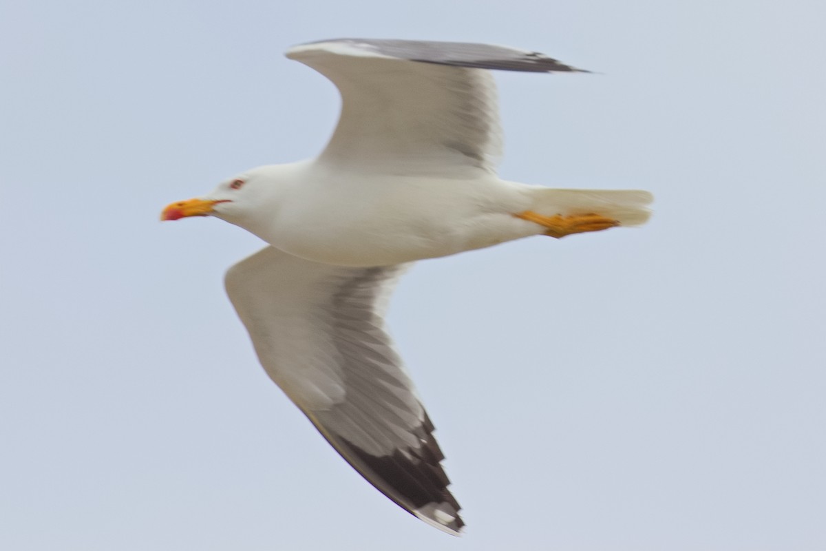 Gaviota Patiamarilla - ML619441096