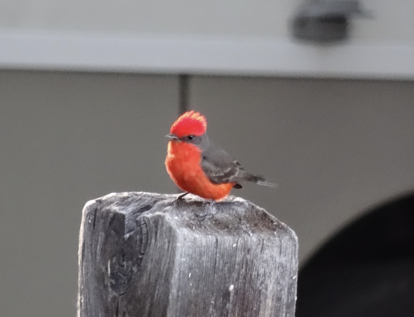 Vermilion Flycatcher - Alexis Van Esch