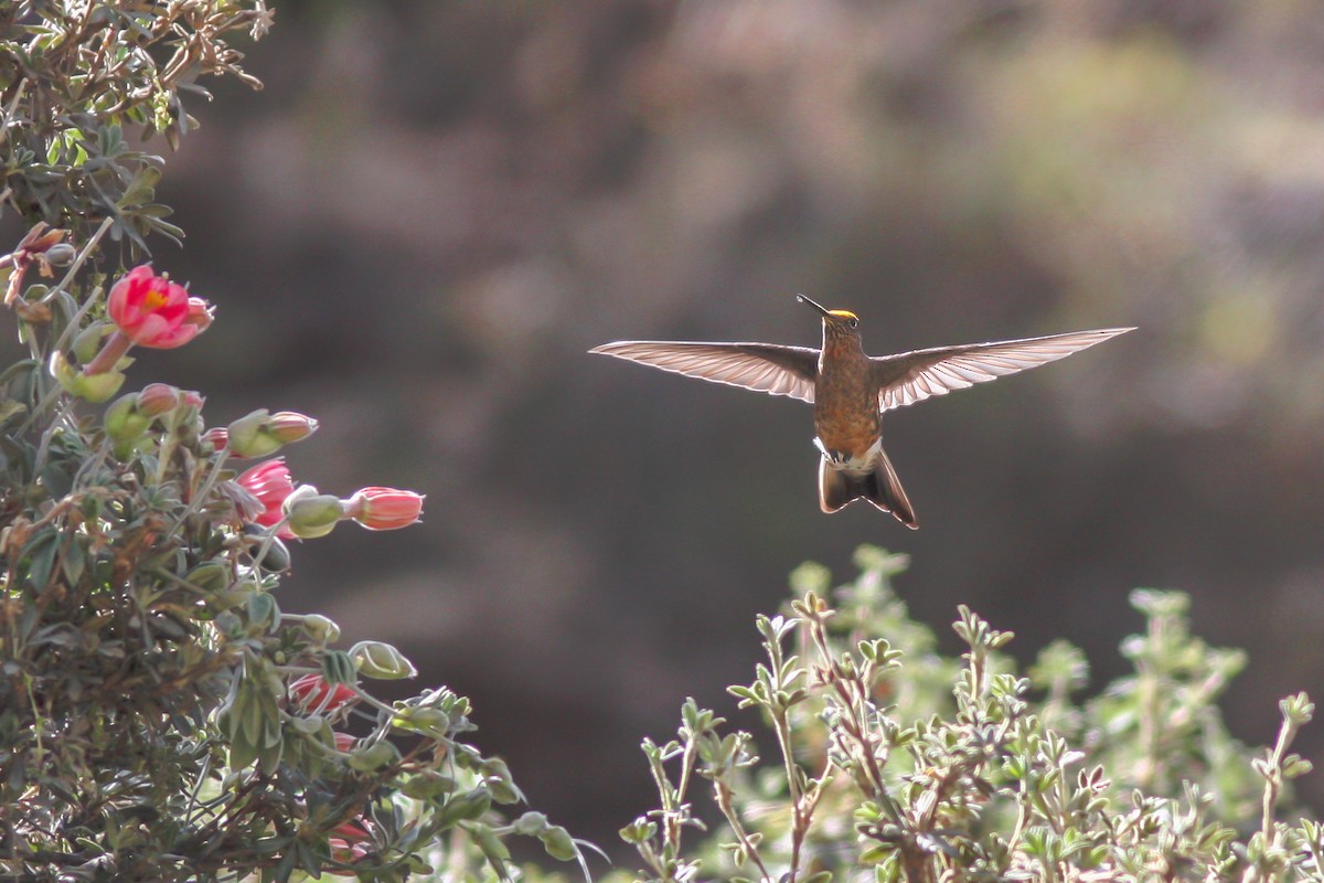 Giant Hummingbird - Per Smith