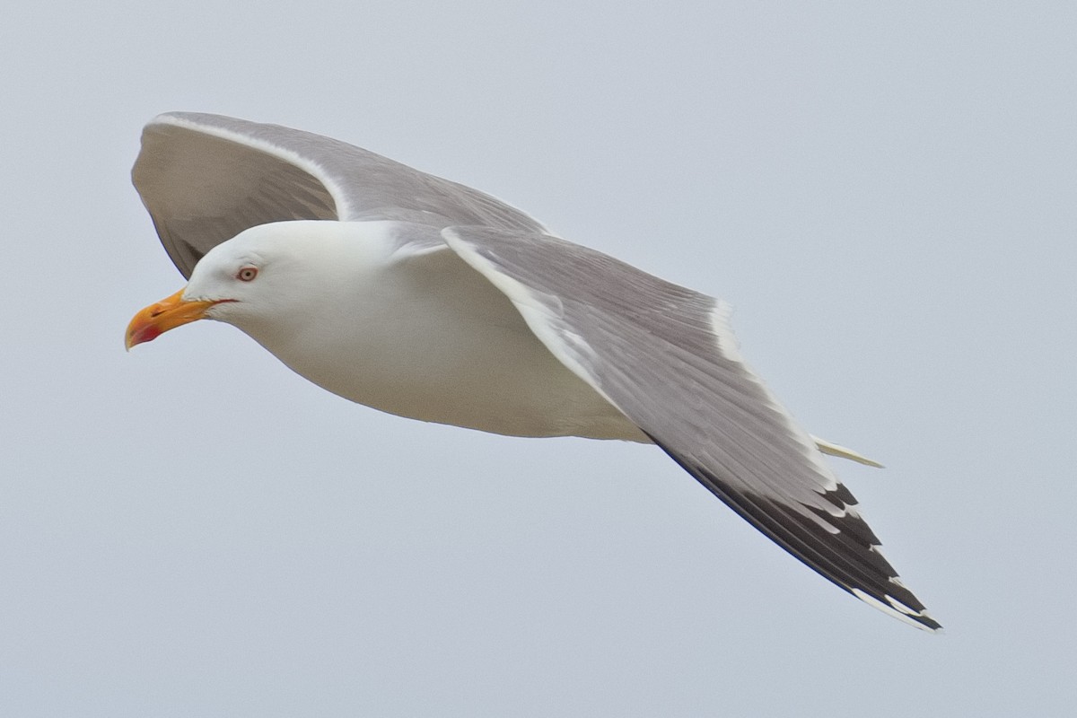 Yellow-legged Gull - Bruce Kerr