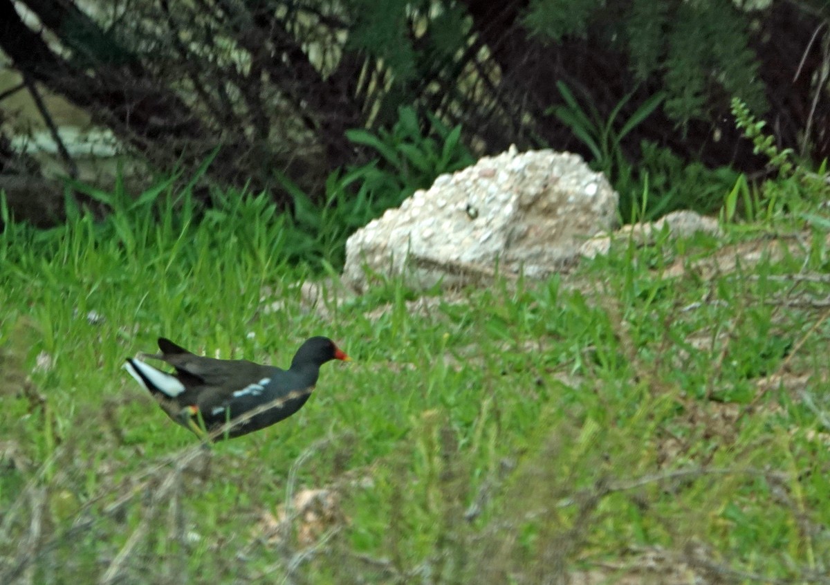 Gallinule poule-d'eau - ML619441102