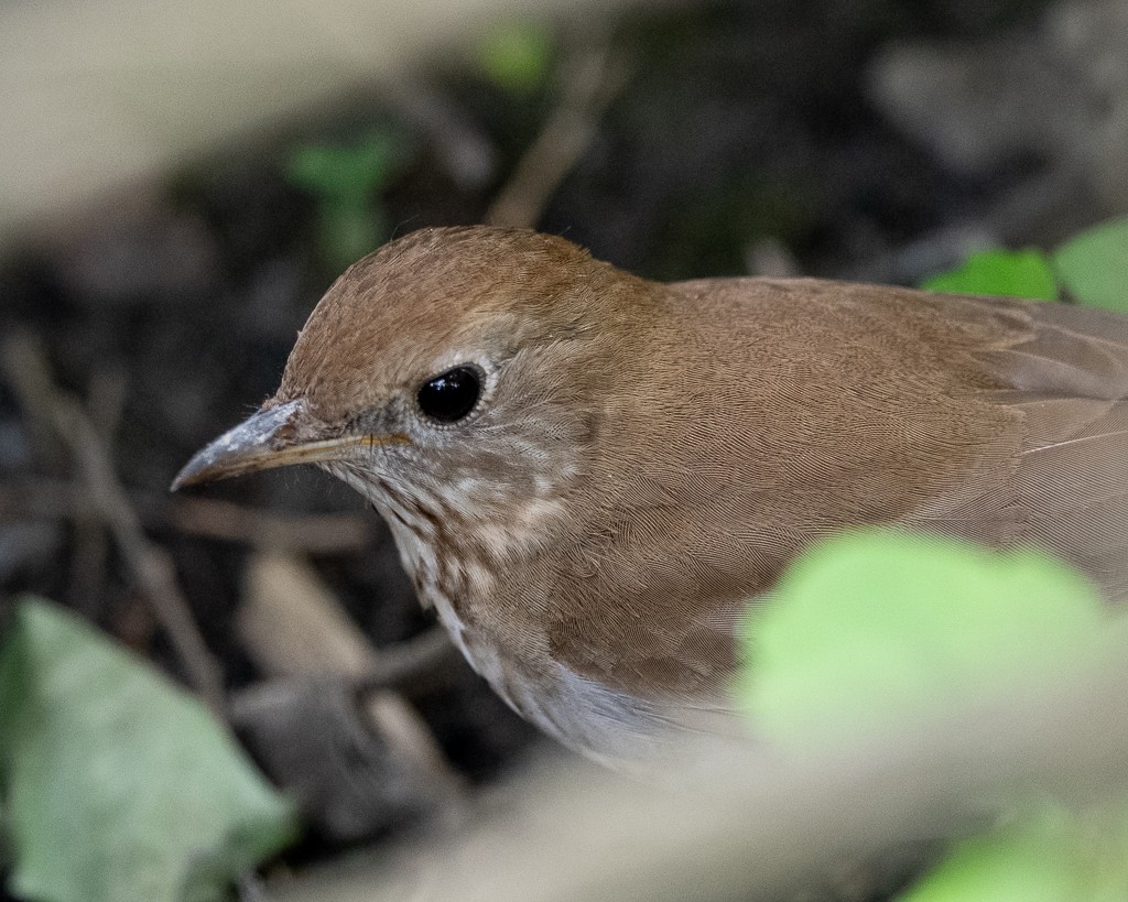 Gray-cheeked Thrush - Kevin Rutherford