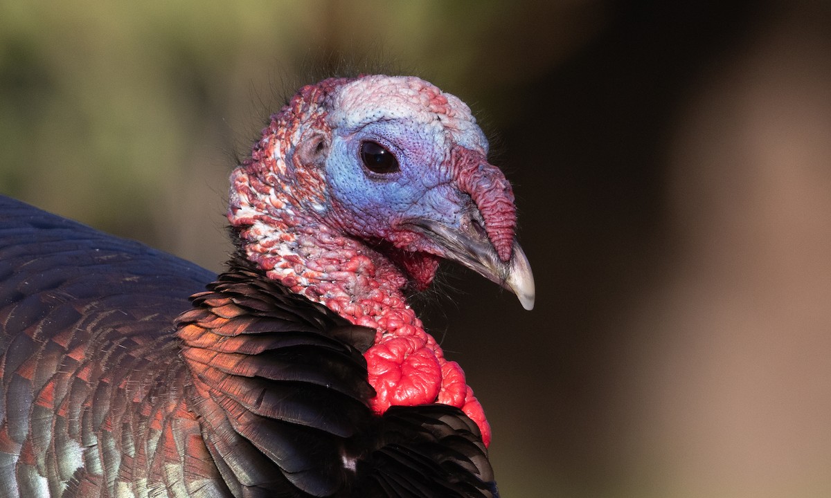 Wild Turkey - ML619441107