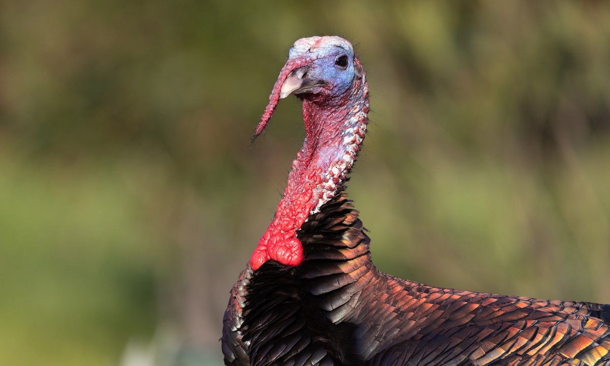 Wild Turkey - ML619441112