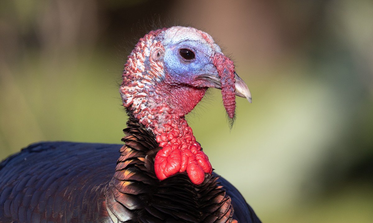 Wild Turkey - ML619441113