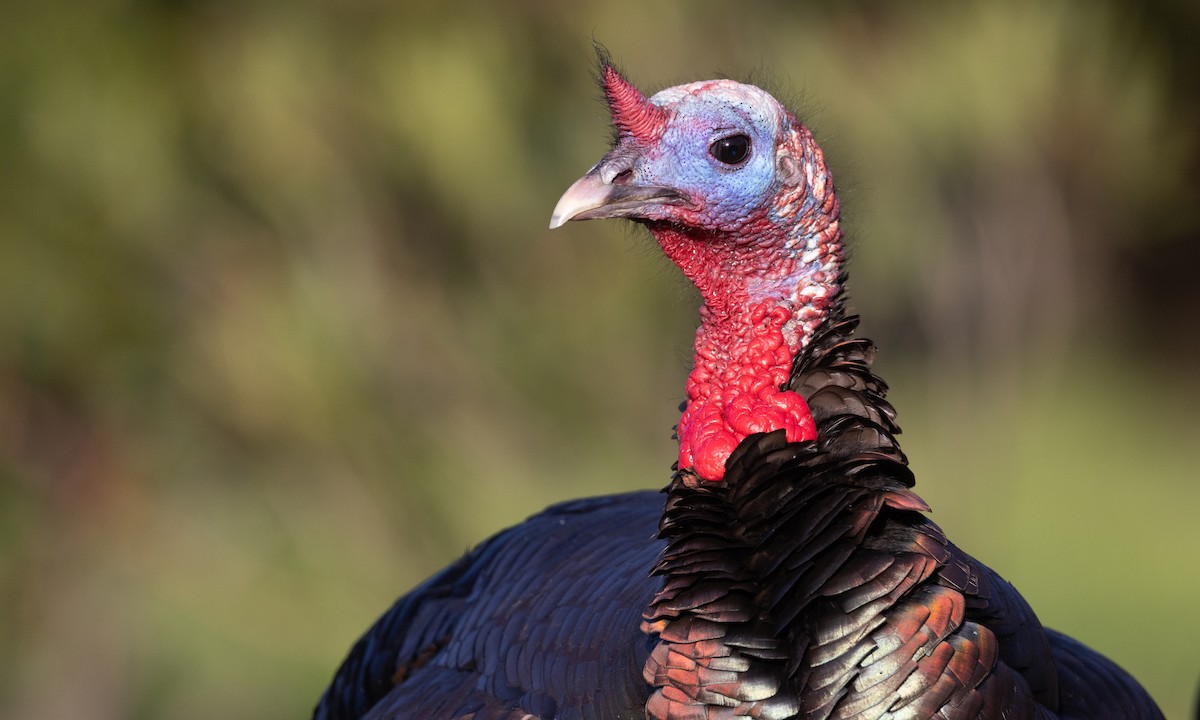 Wild Turkey - ML619441114