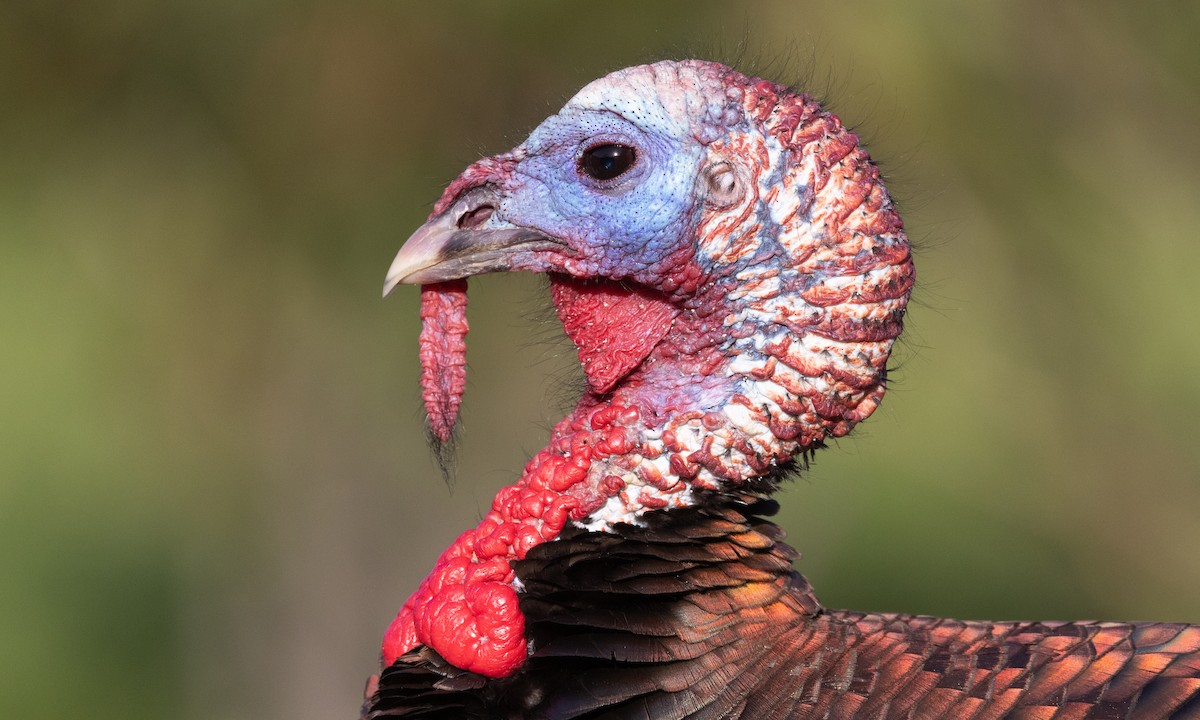 Wild Turkey - ML619441120