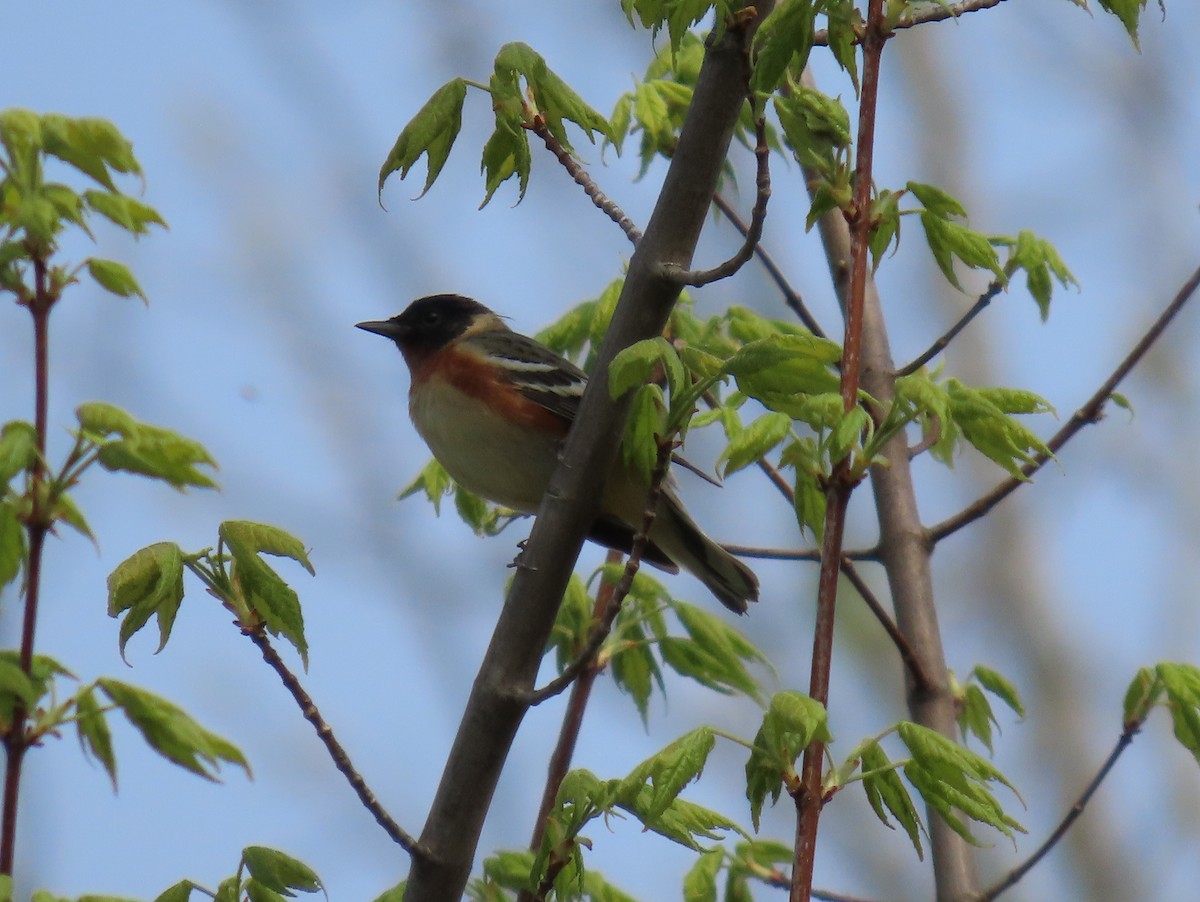 Bay-breasted Warbler - Rhonda Langelaan