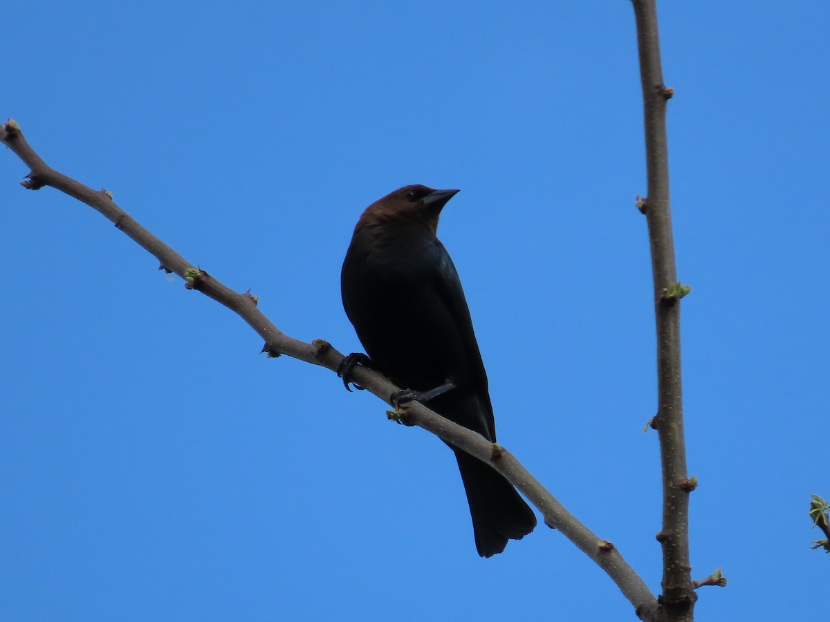 Brown-headed Cowbird - Carla Bregman