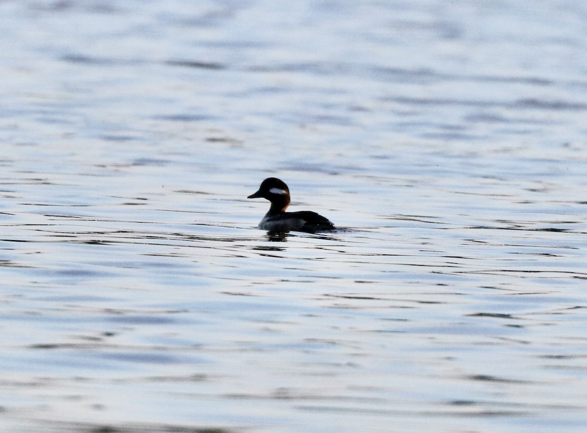 Hooded Merganser - Carla Morris