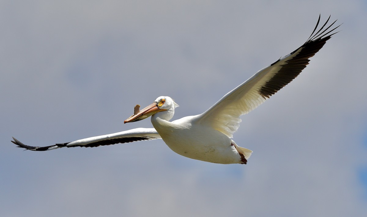 American White Pelican - Norman Eshoo