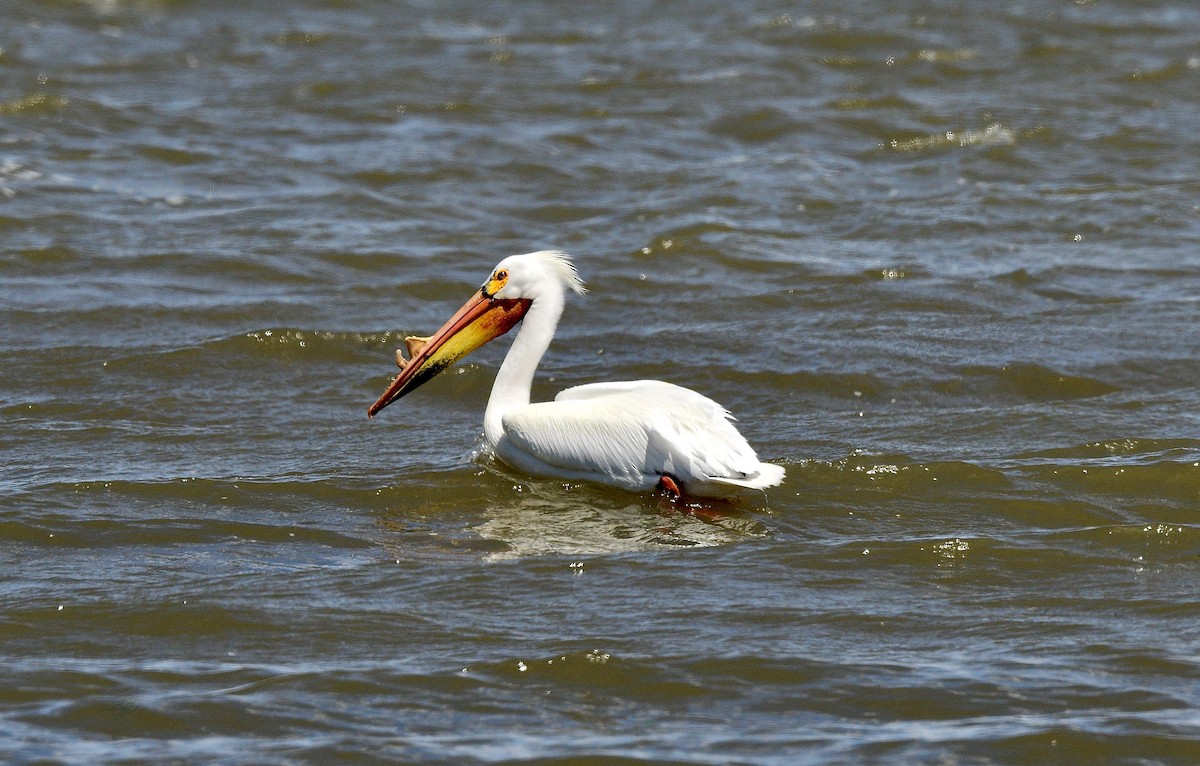 American White Pelican - ML619441138