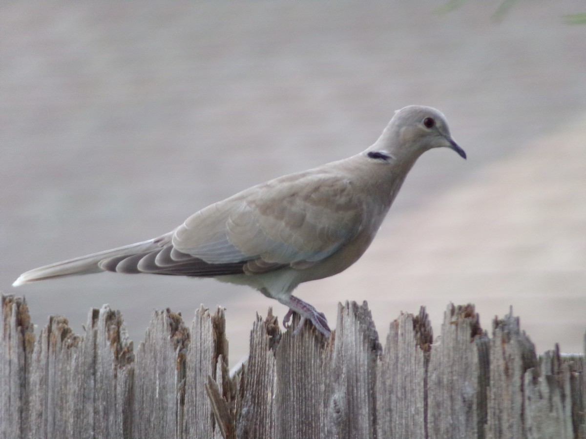 Eurasian Collared-Dove - Texas Bird Family