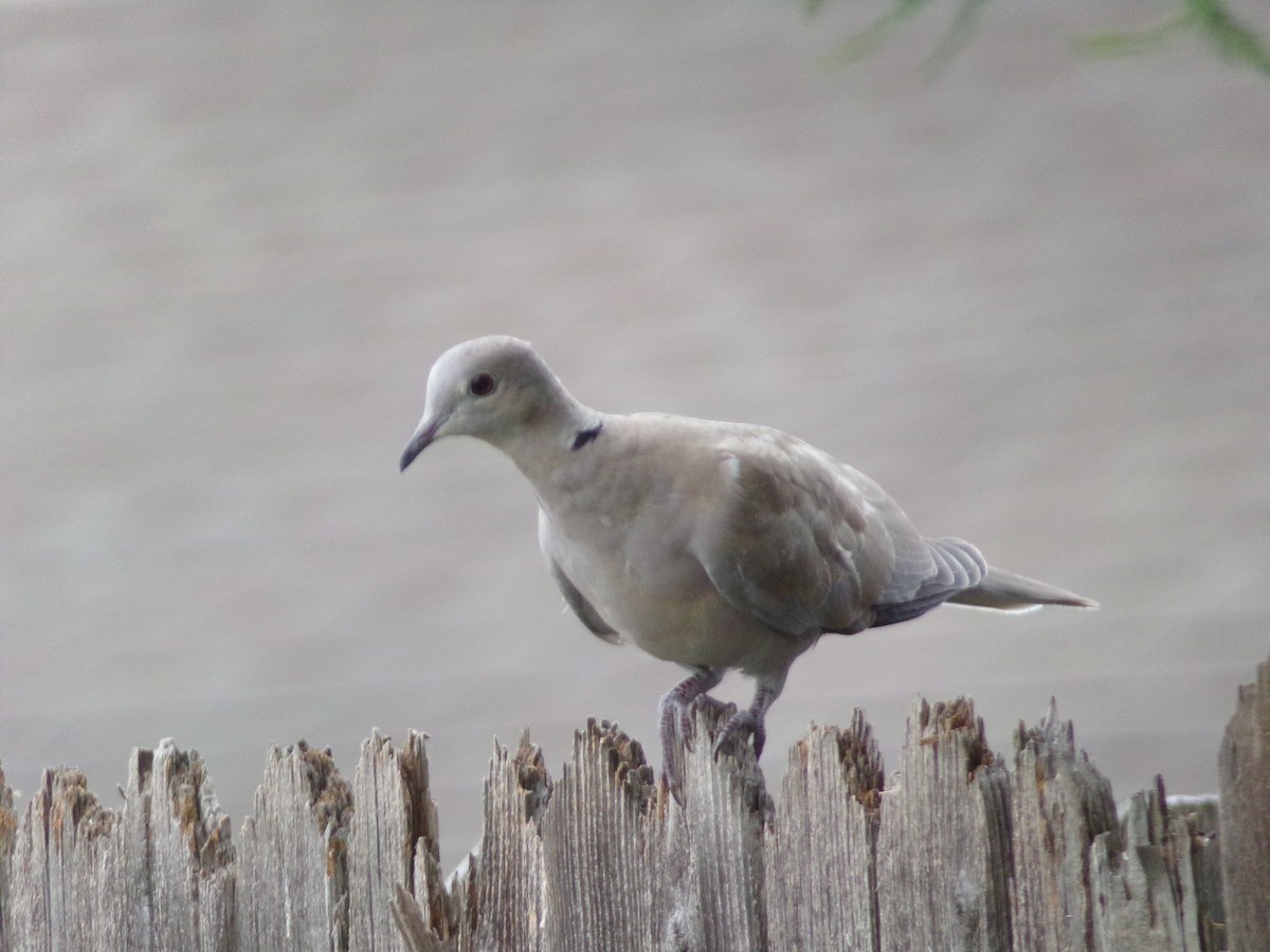 Eurasian Collared-Dove - Texas Bird Family