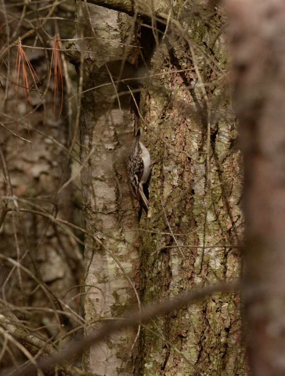 Brown Creeper - Daniel DeLapp