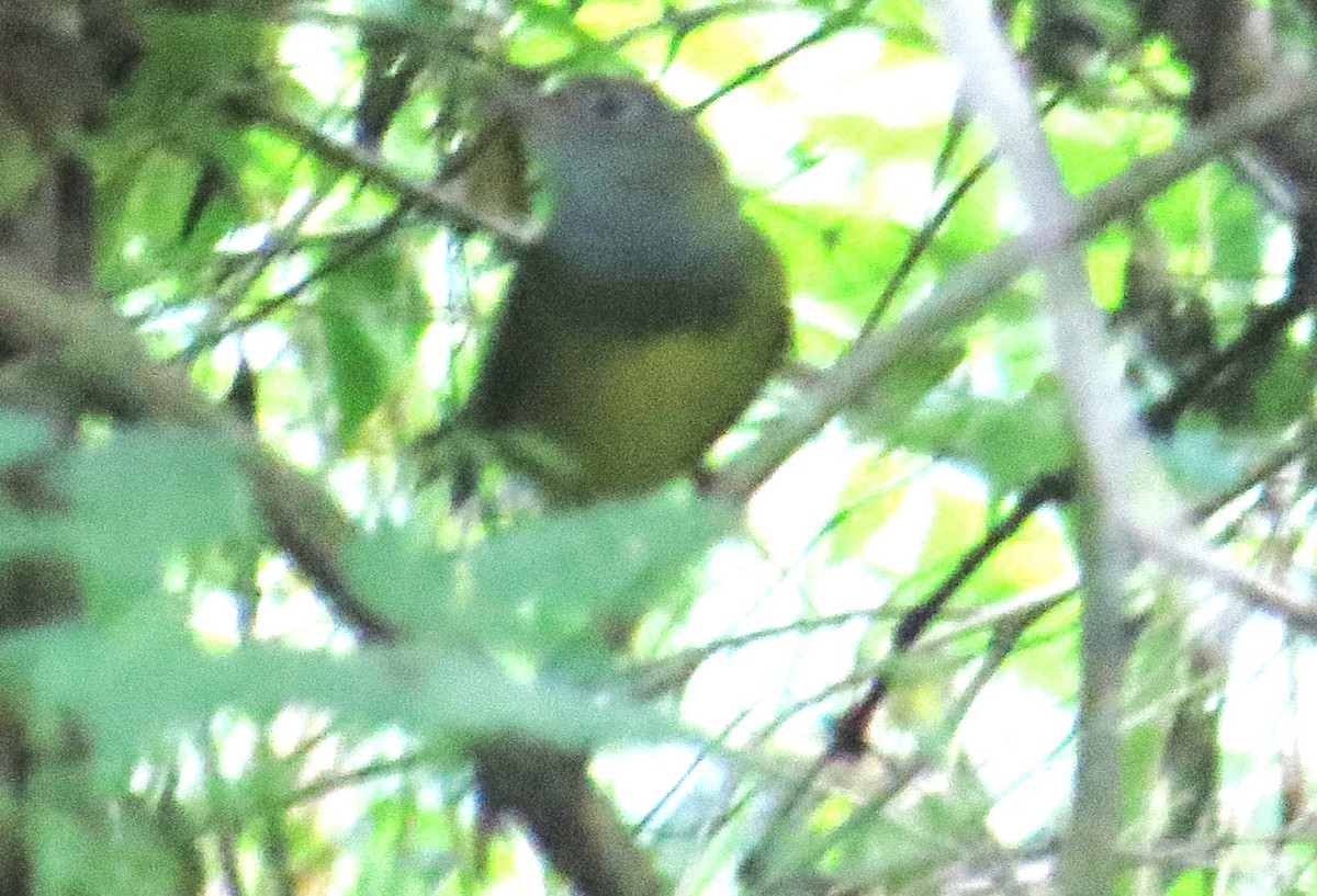 Connecticut Warbler - Vivek Govind Kumar