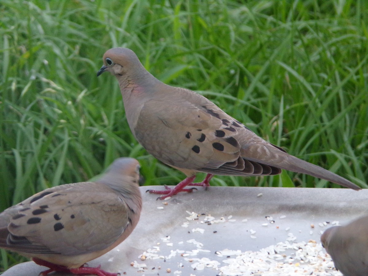 Mourning Dove - Texas Bird Family