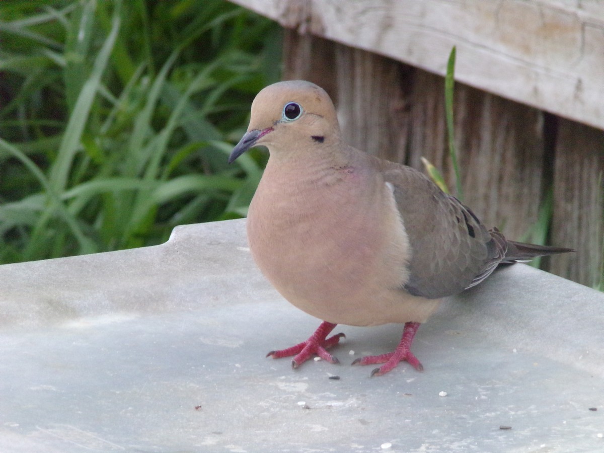 Mourning Dove - Texas Bird Family