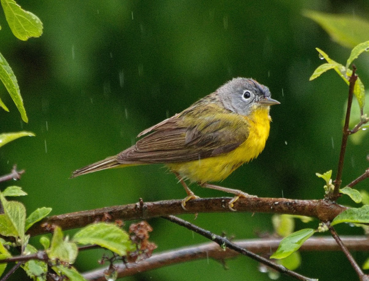 Nashville Warbler - ML619441194