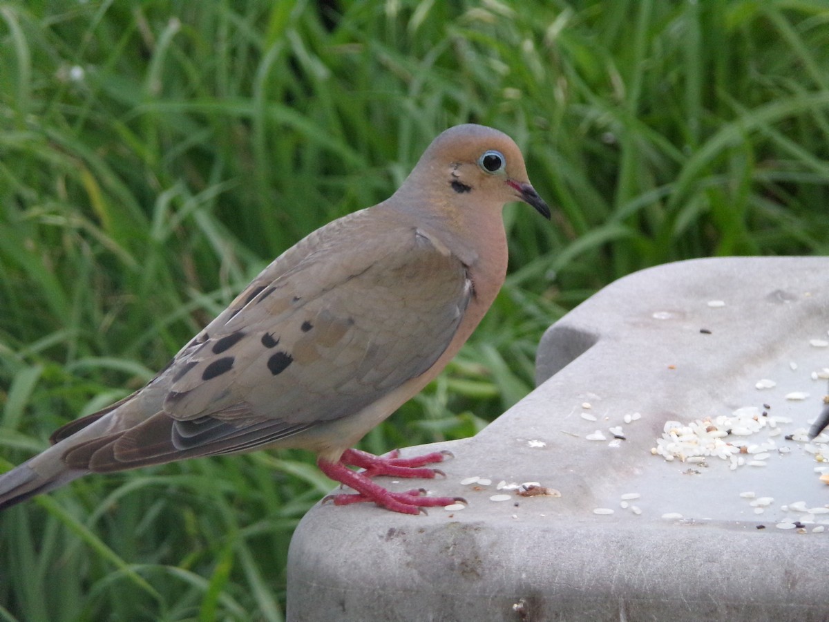 Mourning Dove - Texas Bird Family