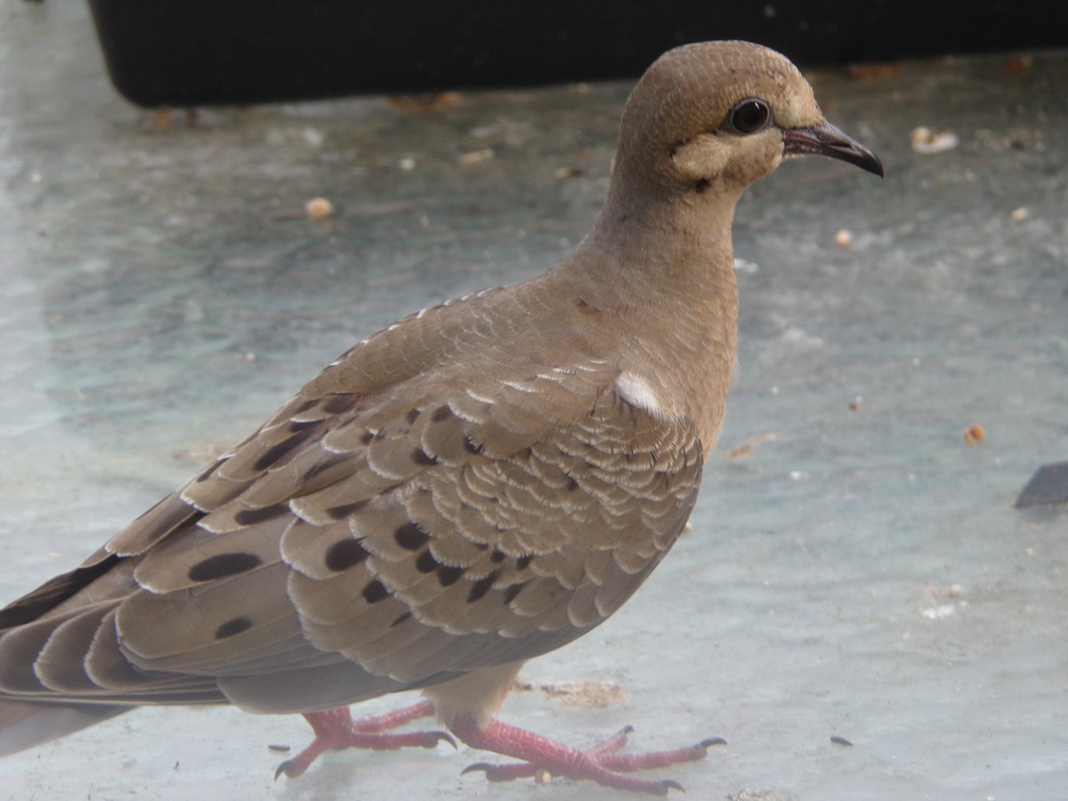 Mourning Dove - Texas Bird Family