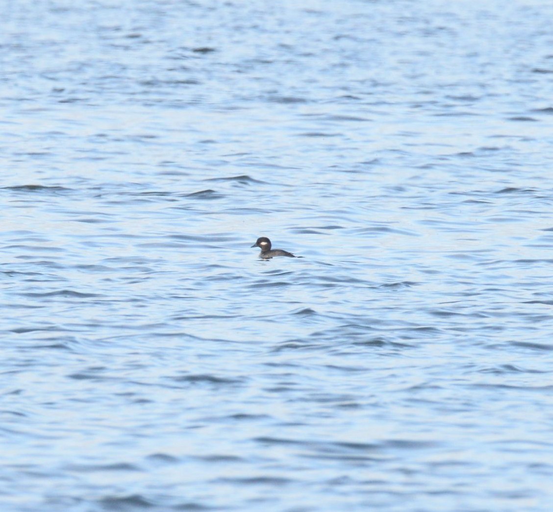 Bufflehead - ML619441208