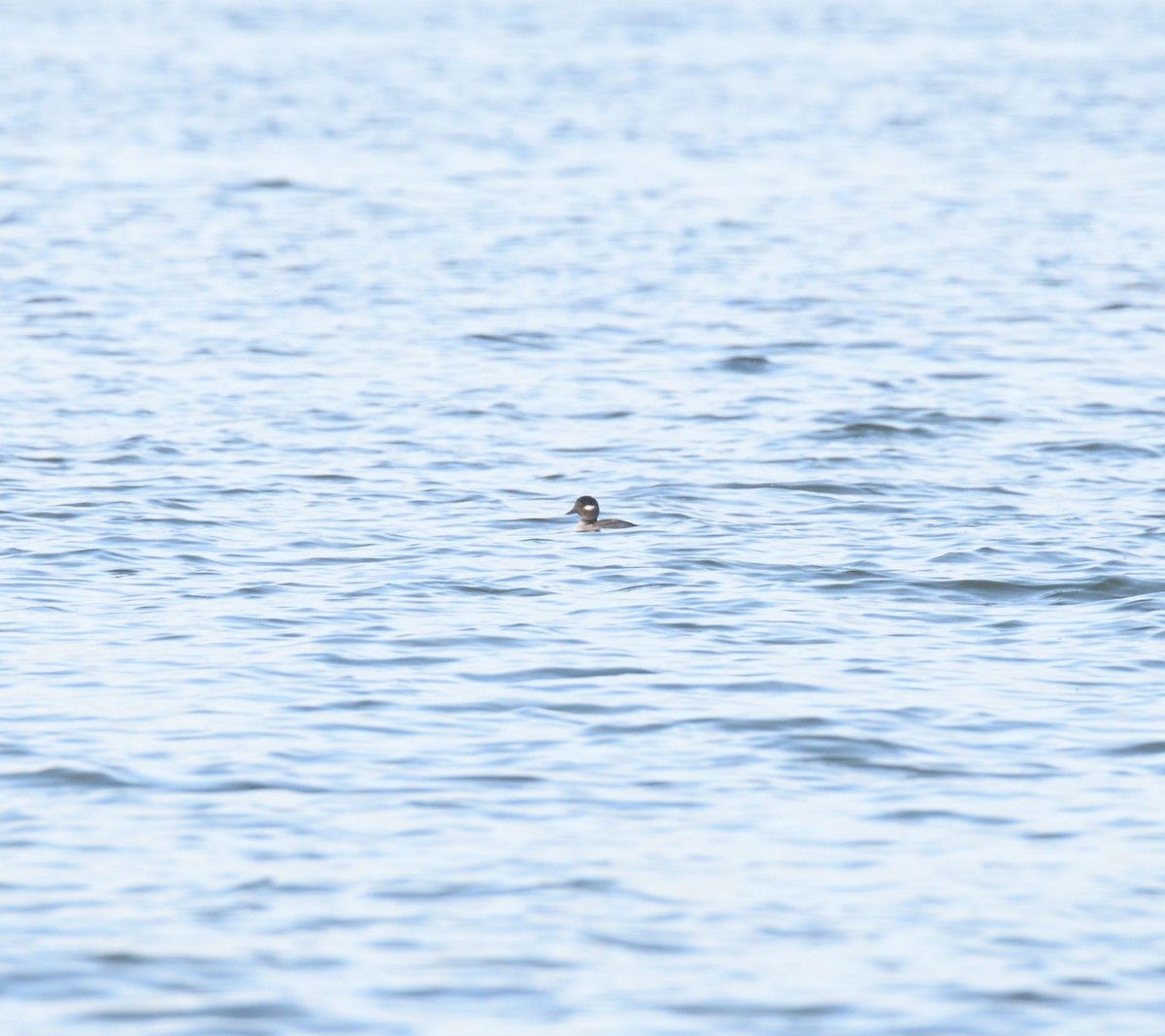 Bufflehead - Daniel DeLapp