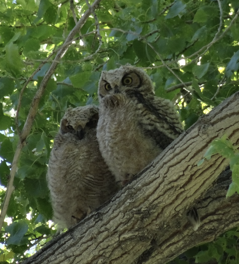 Great Horned Owl - Alexis Van Esch