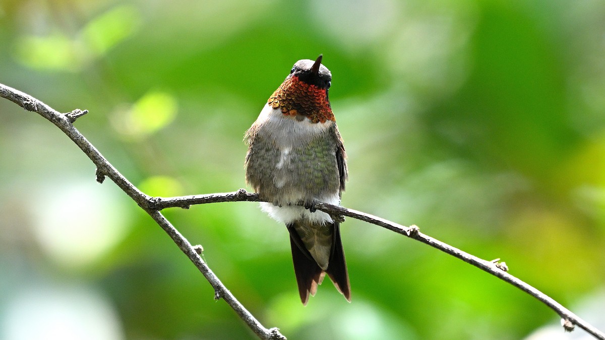 Ruby-throated Hummingbird - Steve Butterworth