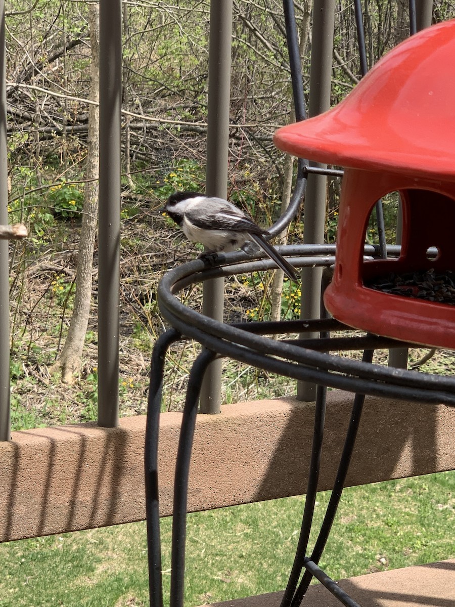 Black-capped Chickadee - August Palmer