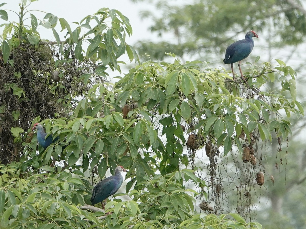 Gray-headed Swamphen - Daniel Néron