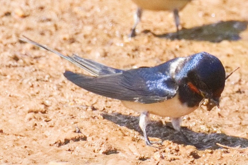 Barn Swallow - Bruce Kerr