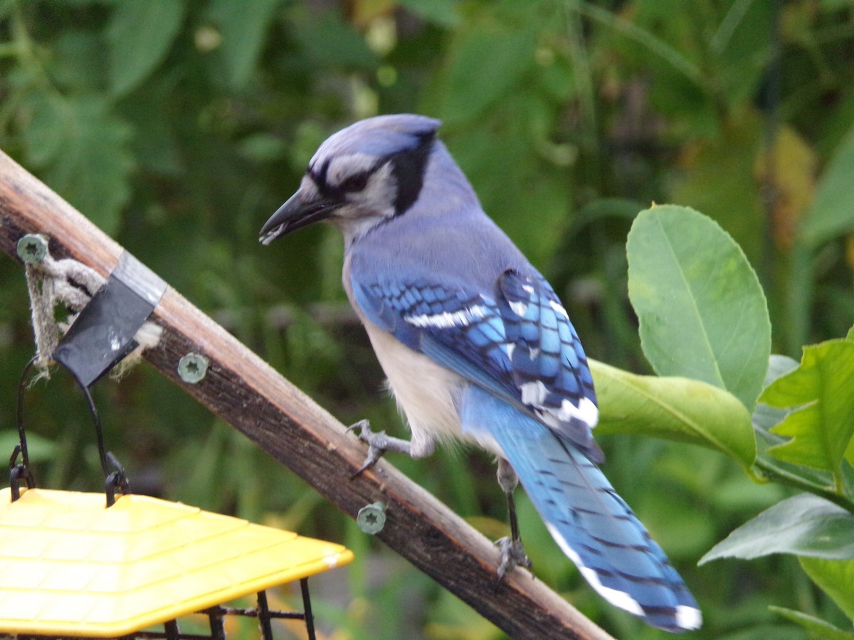 Blue Jay - Texas Bird Family