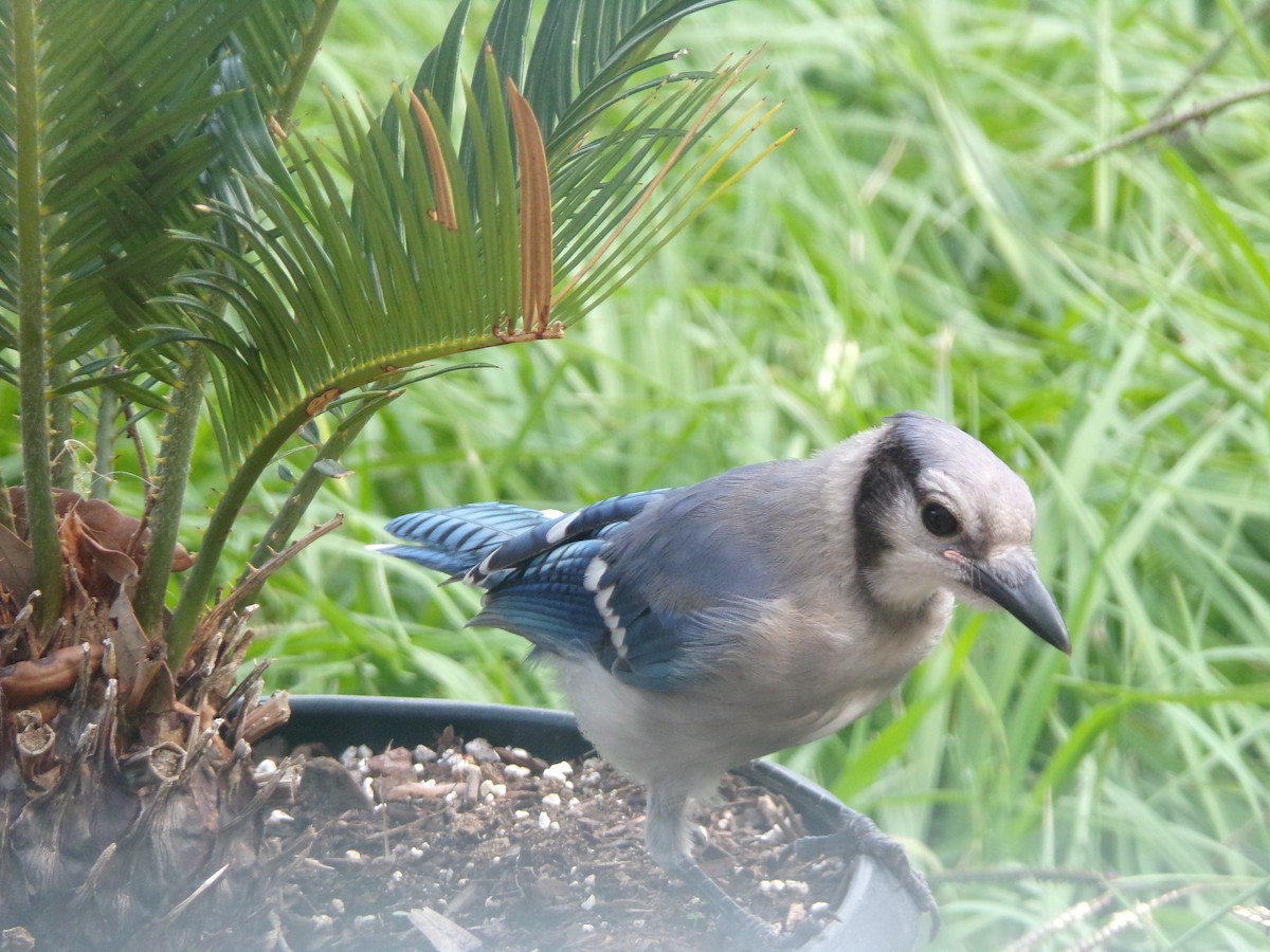 Blue Jay - Texas Bird Family