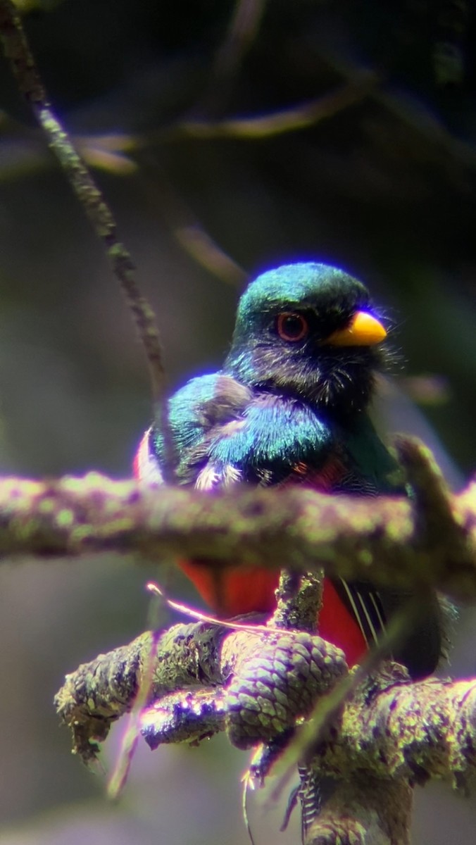 Masked Trogon - Juan Fernando Giraldo Lopera