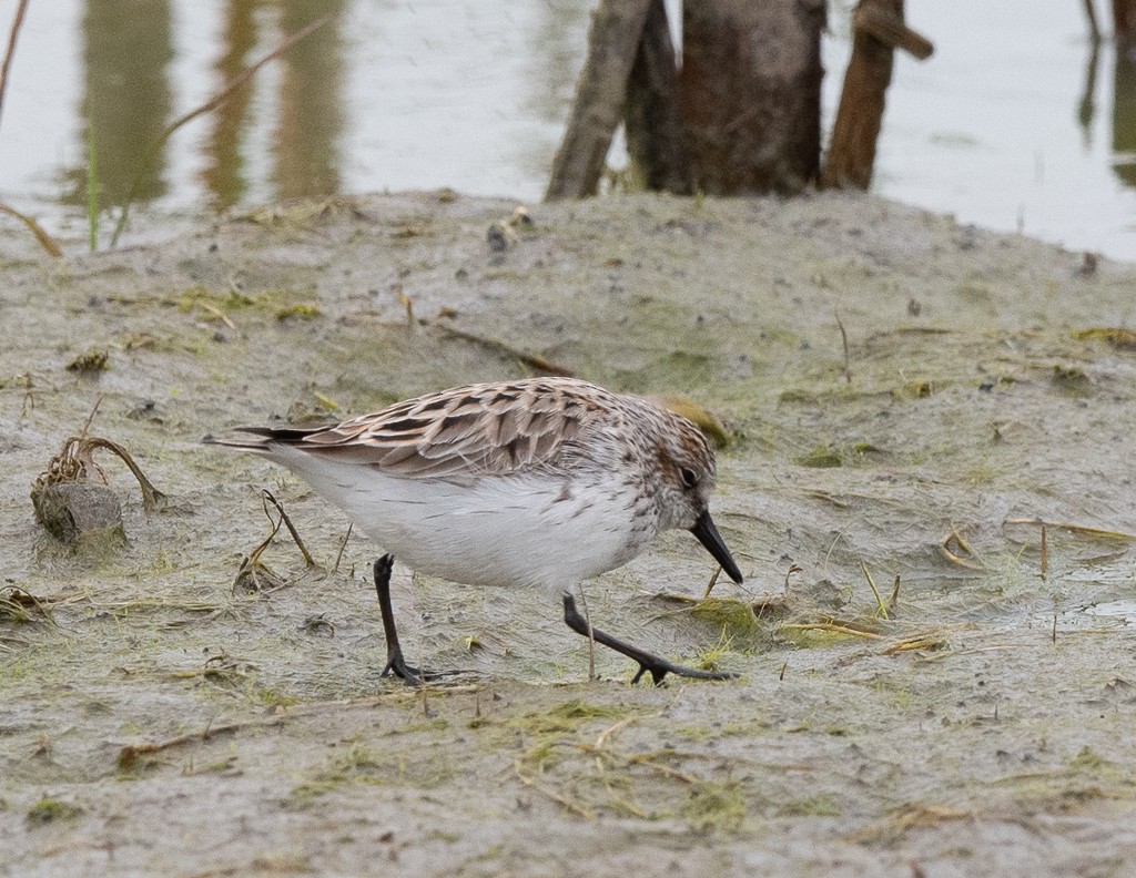 Semipalmated Sandpiper - Kevin Rutherford