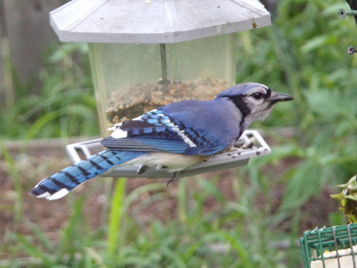 Blue Jay - Texas Bird Family