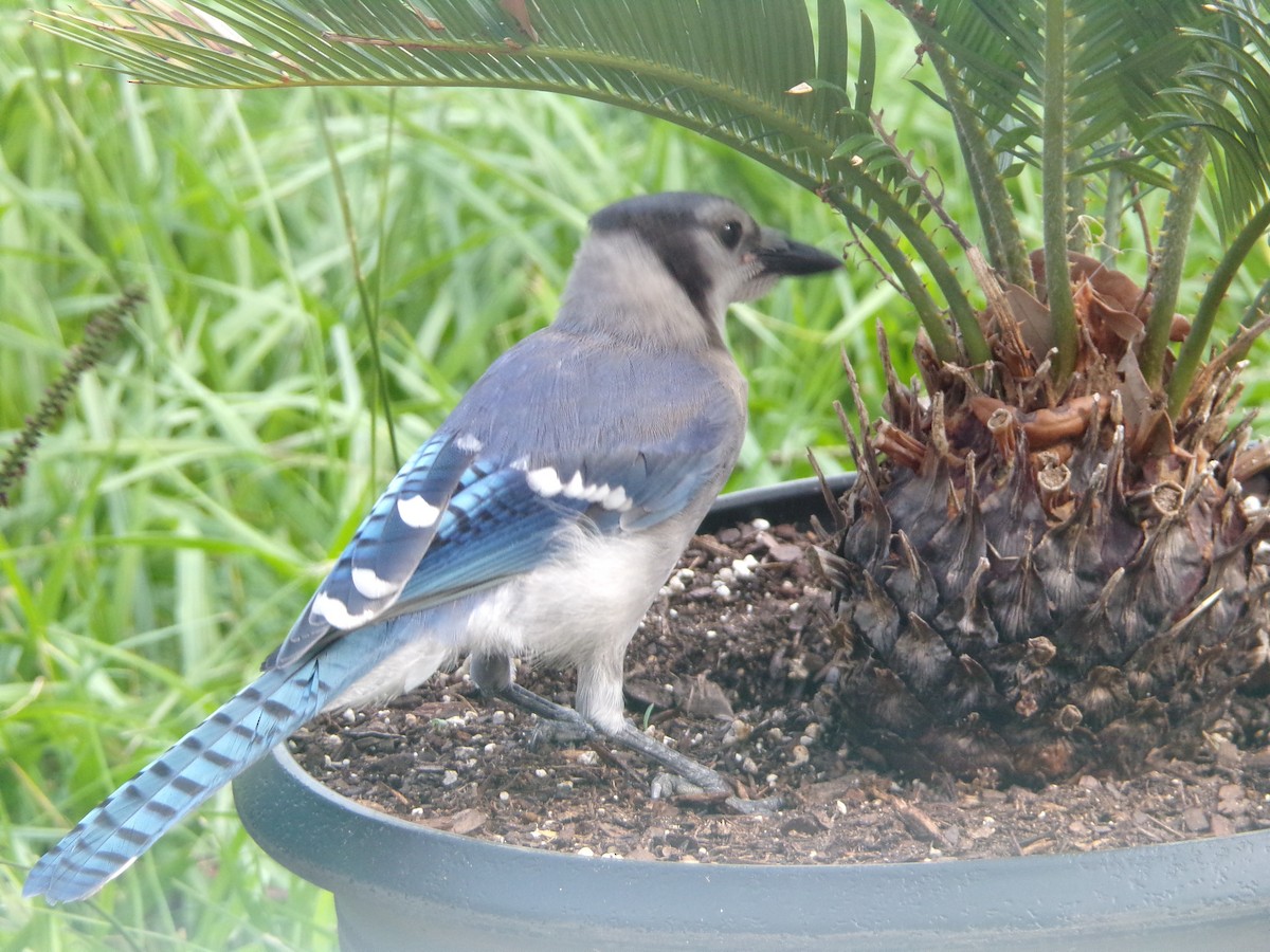 Blue Jay - Texas Bird Family