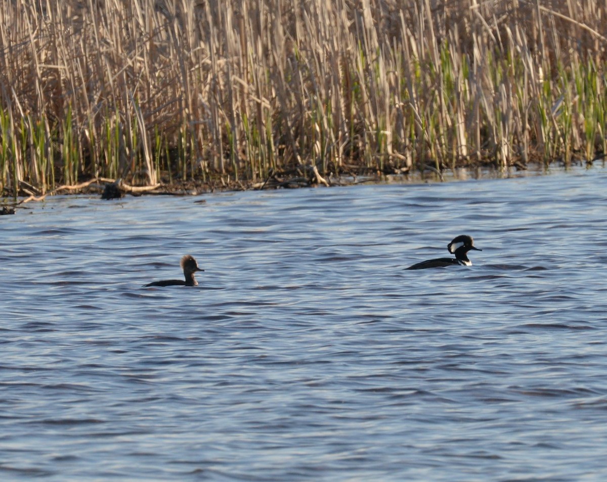 Hooded Merganser - ML619441237