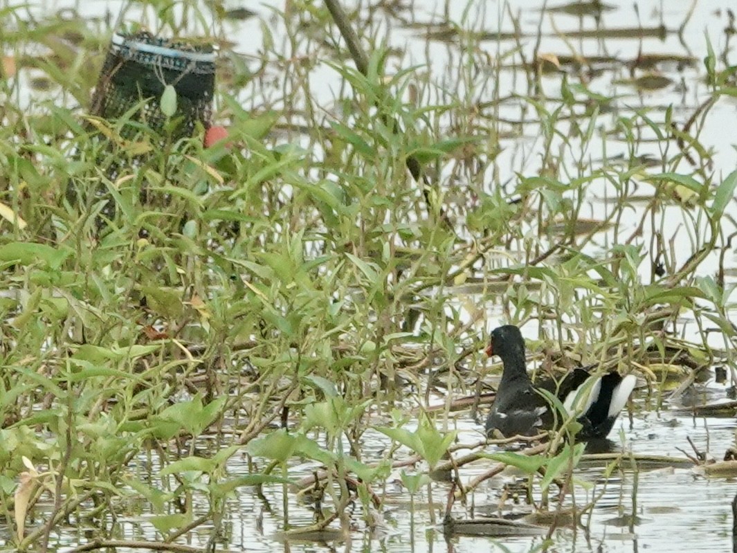 Eurasian Moorhen - Daniel Néron