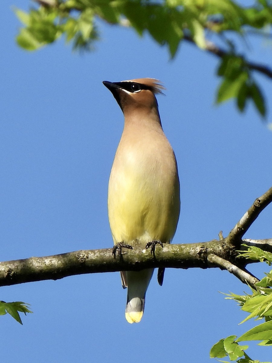 Cedar Waxwing - debbie martin