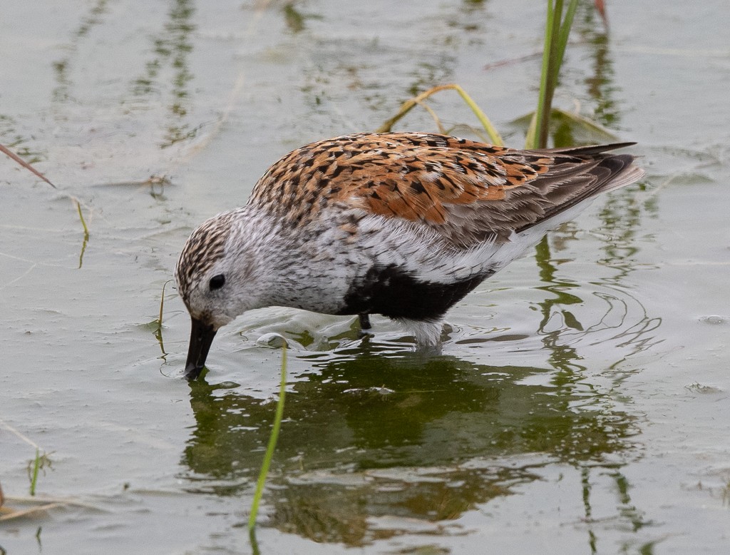 Dunlin - Kevin Rutherford