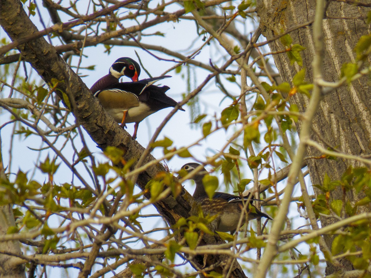 Wood Duck - ML619441258