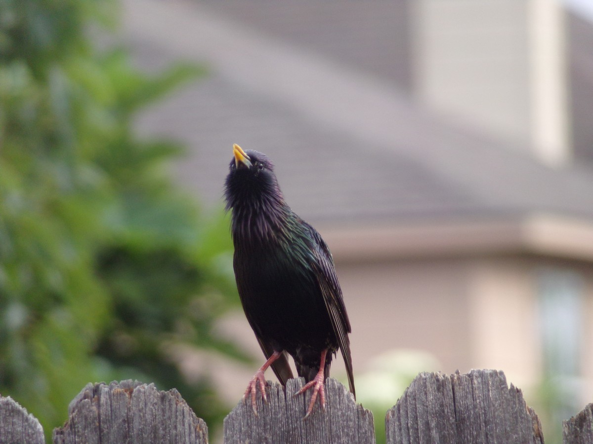 European Starling - Texas Bird Family