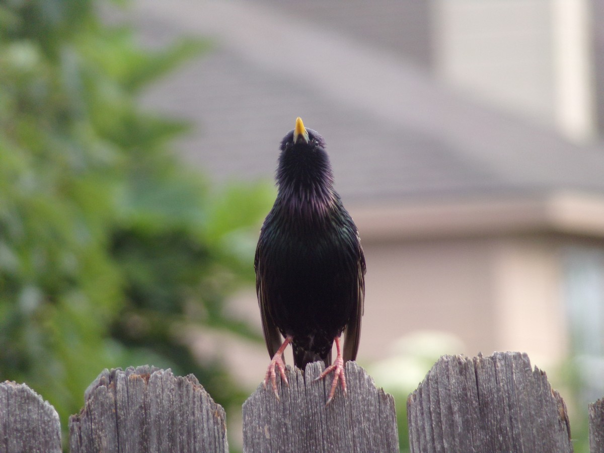 European Starling - Texas Bird Family