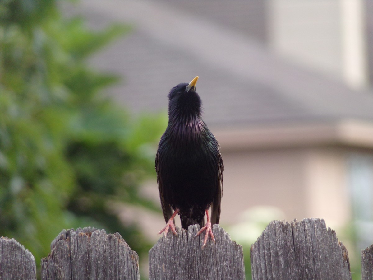 European Starling - Texas Bird Family